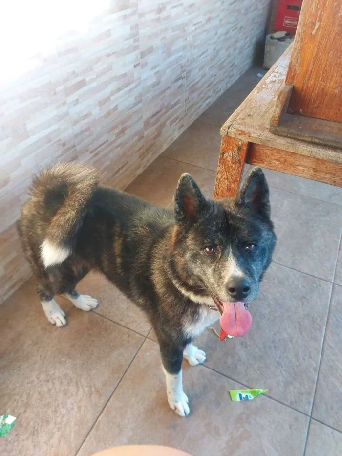 Cachorro ra a Akita idade 1 ano nome Hulk