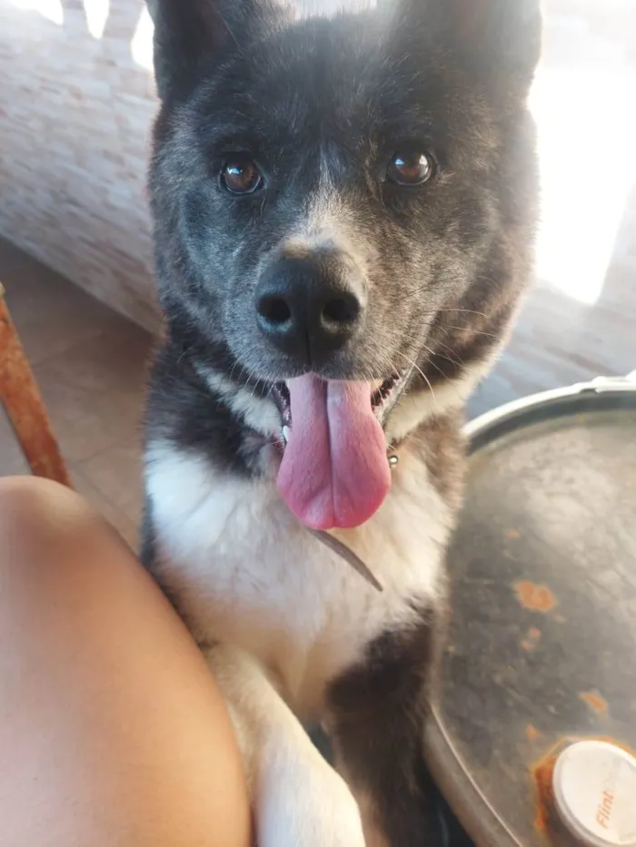 Cachorro ra a Akita idade 1 ano nome Hulk