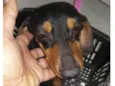 Belinha