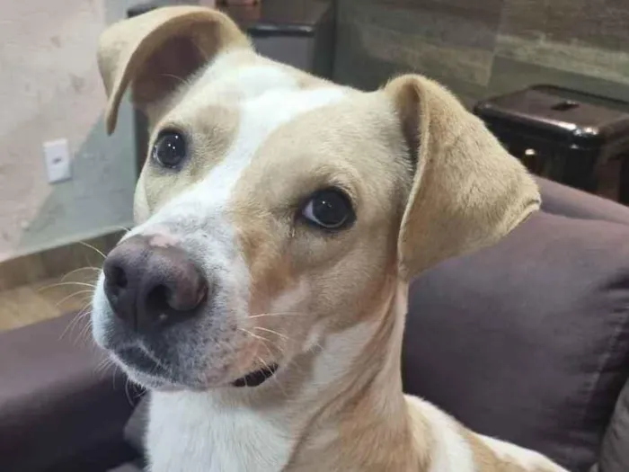 Cachorro ra a Srd idade 3 anos nome Dom