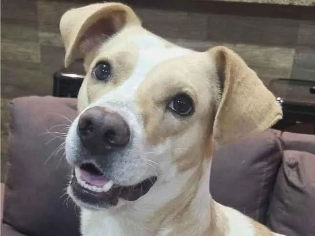 Cachorro ra a Srd idade 3 anos nome Dom