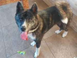 Cachorro raça Akita idade 1 ano nome Hulk