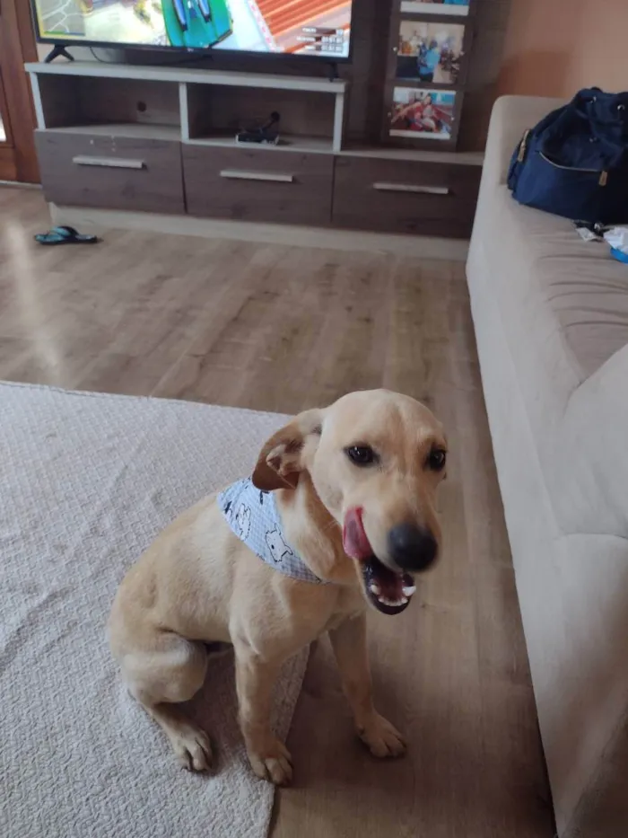 Cachorro ra a Vira lata idade 2 a 6 meses nome Perna Longa