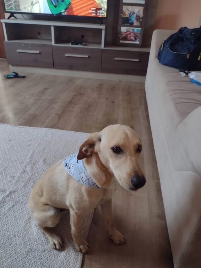 Cachorro ra a Vira lata idade 2 a 6 meses nome Perna Longa