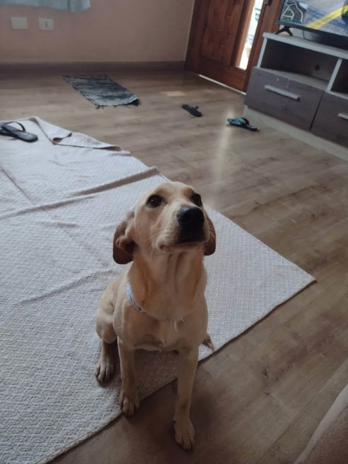 Cachorro ra a Vira lata idade 2 a 6 meses nome Perna Longa