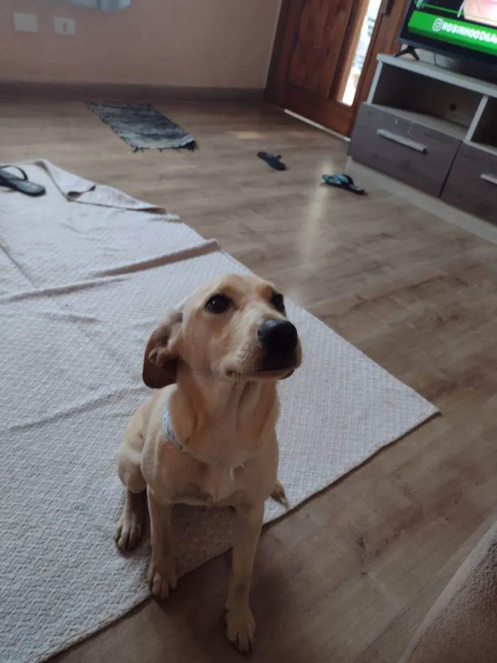 Cachorro ra a Vira lata idade 2 a 6 meses nome Perna Longa