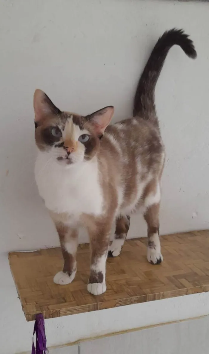 Gato ra a Srd idade 2 anos nome Clarinha