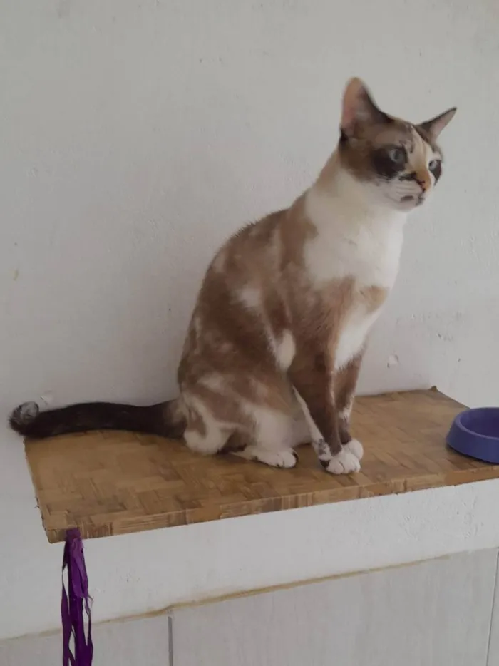 Gato ra a Srd idade 2 anos nome Clarinha