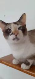 Clarinha