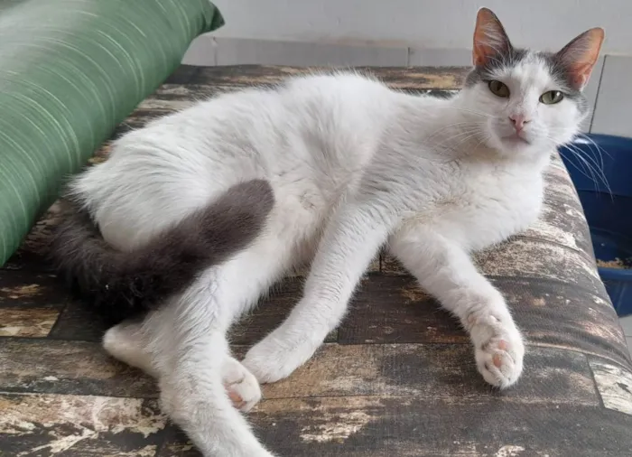 Gato ra a Srd idade 2 anos nome Vitório 