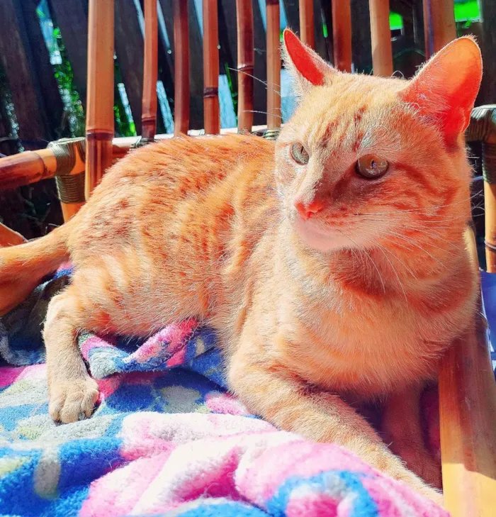 Gato ra a Persa mestiço  idade 1 ano nome Harry