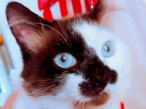 Gato raça SRD idade 1 ano nome Pierre 