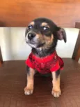 Jesse J