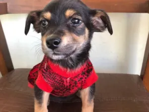 Cachorro raça SRD idade 2 a 6 meses nome Jesse J