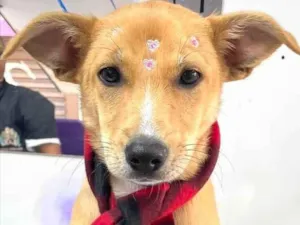 Cachorro raça Srd idade 2 a 6 meses nome Juju