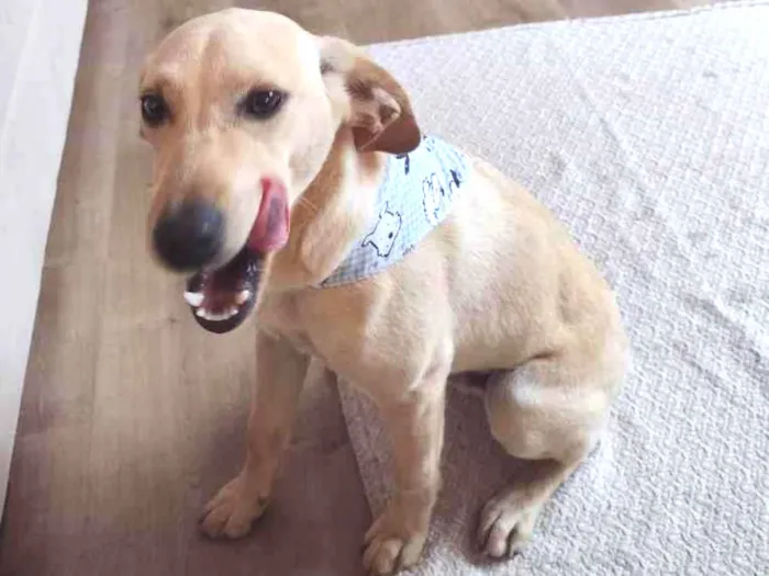 Cachorro ra a Vira lata idade 2 a 6 meses nome Perna Longa