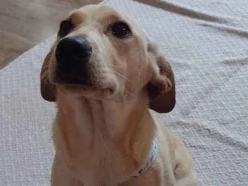 Cachorro ra a Vira lata idade 2 a 6 meses nome Perna Longa