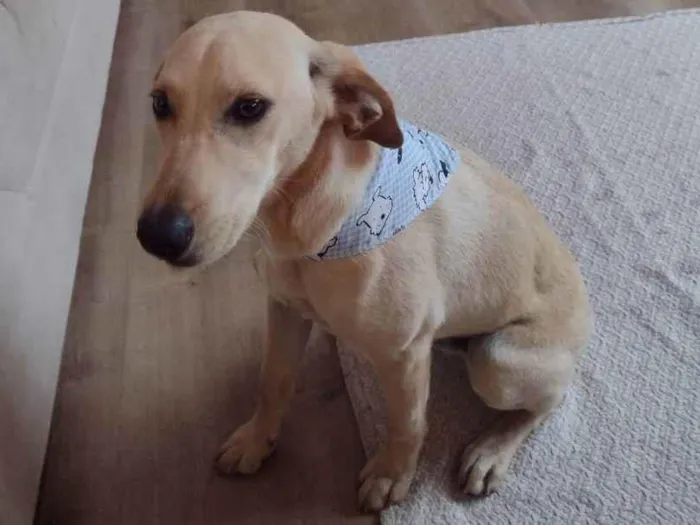 Cachorro ra a Vira lata idade 2 a 6 meses nome Perna Longa
