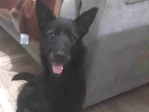 Cachorro raça Srd idade 7 a 11 meses nome Nando