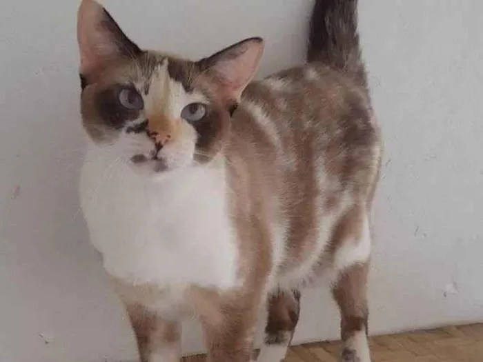 Gato ra a Srd idade 2 anos nome Clarinha