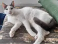 Vitório 