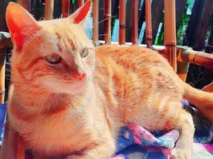 Gato raça Persa mestiço  idade 1 ano nome Harry
