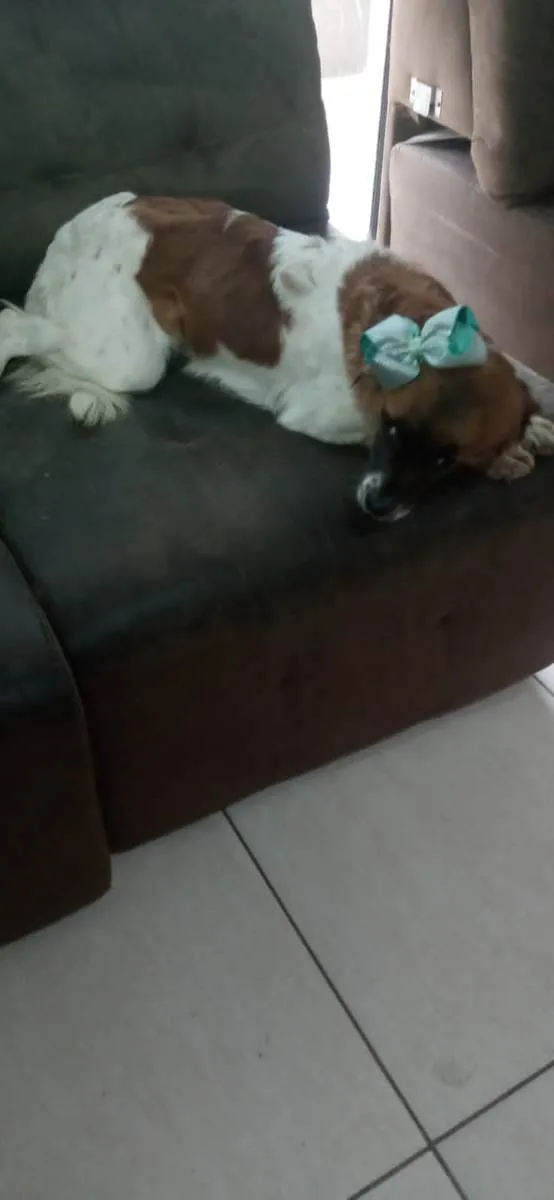 Cachorro ra a Vira-lata  idade 2 anos nome Cloe