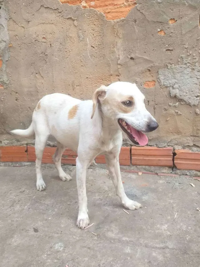 Cachorro ra a  idade  nome Xuxa,mel e dandora