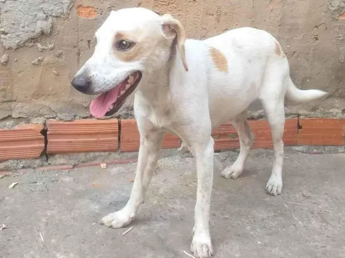 Cachorro ra a  idade  nome Xuxa,mel e dandora