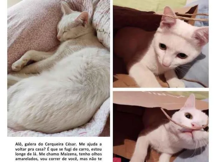 Gato ra a sem raça idade 7 a 11 meses nome Maizena