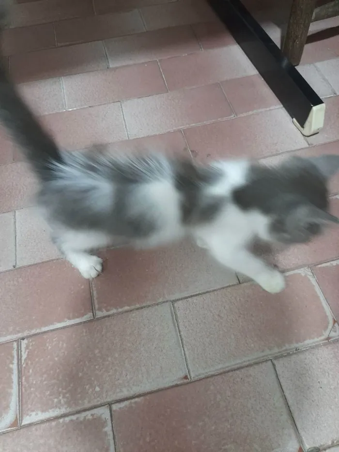 Gato raça  idade Abaixo de 2 meses nome Sem nome