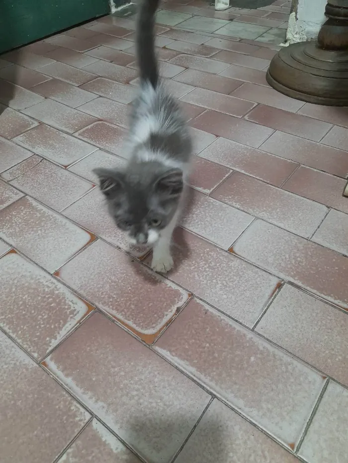 Gato raça  idade Abaixo de 2 meses nome Sem nome