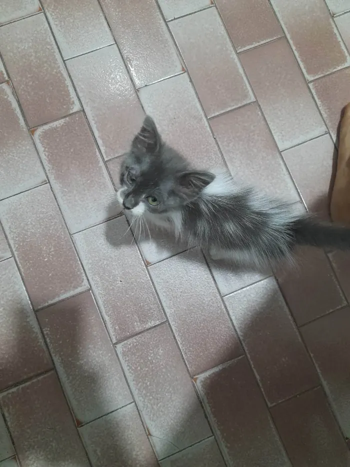 Gato raça  idade Abaixo de 2 meses nome Sem nome