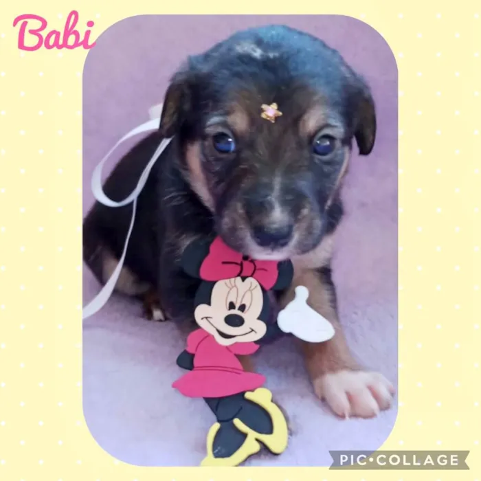 Cachorro raça  idade Abaixo de 2 meses nome Lindos filhotes 