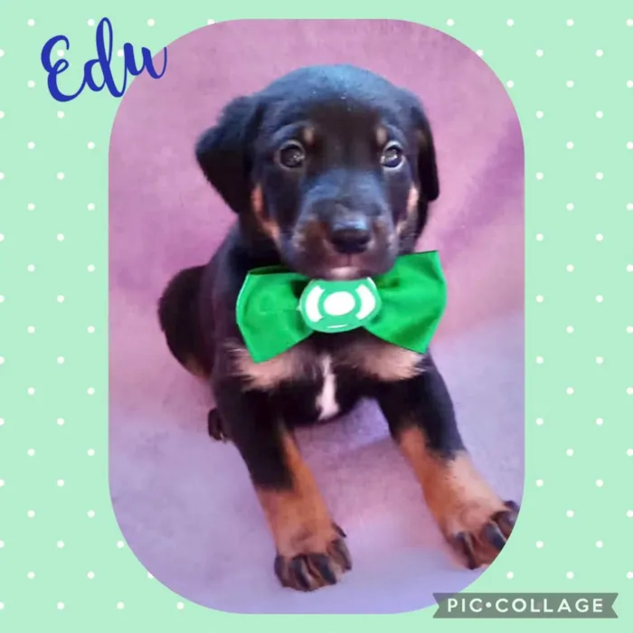 Cachorro raça  idade Abaixo de 2 meses nome Lindos filhotes 