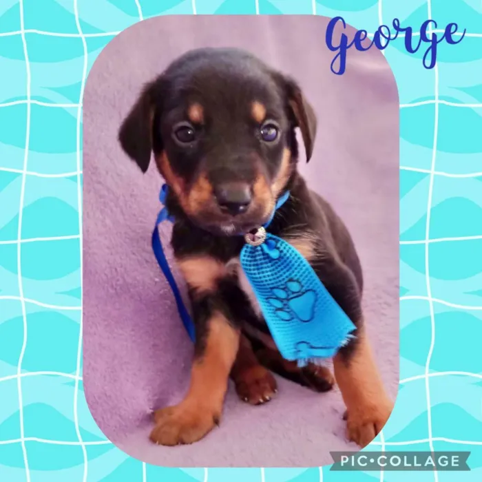 Cachorro raça  idade Abaixo de 2 meses nome Lindos filhotes 