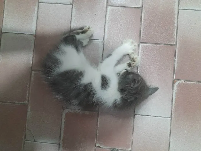 Gato raça  idade Abaixo de 2 meses nome Sem nome