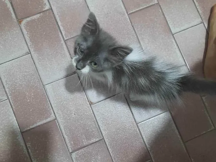 Gato raça  idade Abaixo de 2 meses nome Sem nome
