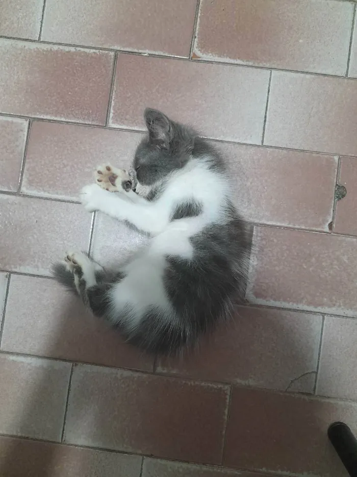 Gato raça  idade Abaixo de 2 meses nome Sem nome