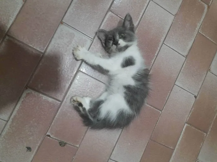 Gato raça  idade Abaixo de 2 meses nome Sem nome