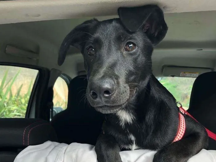 Cachorro raça Srd idade 1 ano nome Nino