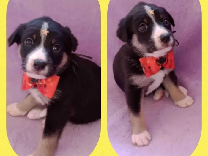 Cachorro raça  idade Abaixo de 2 meses nome Lindos filhotes 