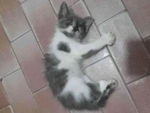 Gato raça  idade Abaixo de 2 meses nome Sem nome