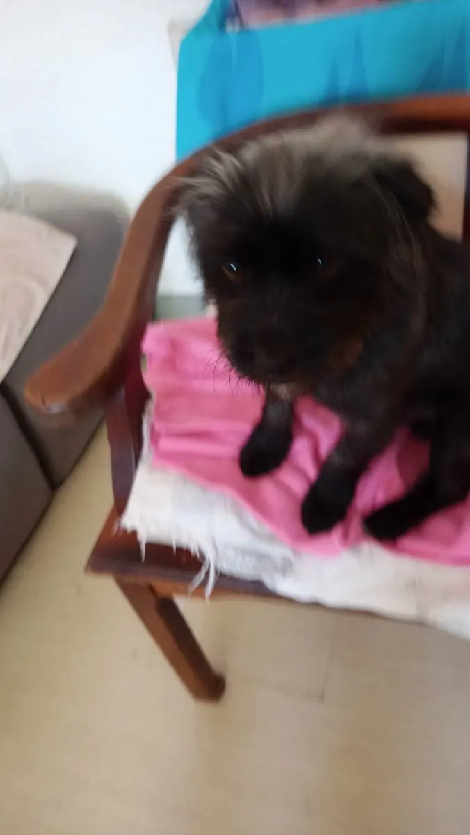 Cachorro ra a Chinauzer idade 2 anos nome Bonner