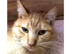 Gato raça Srd idade 2 anos nome Chopp