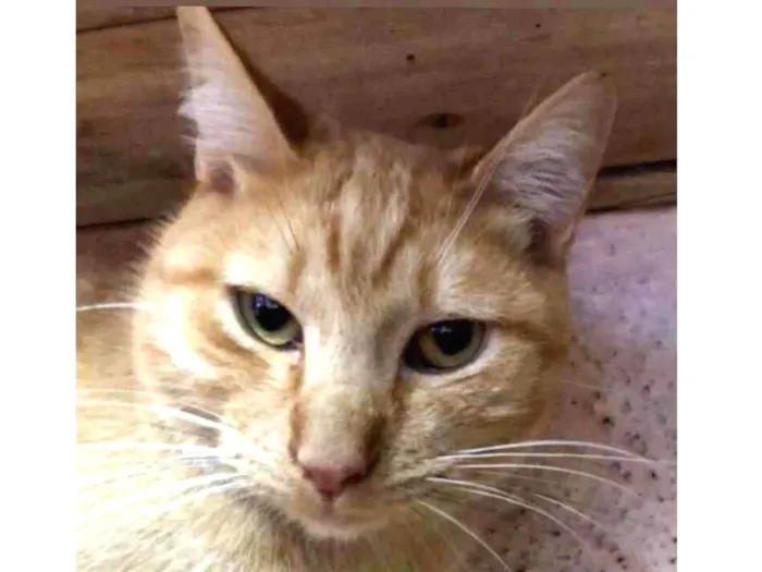 Gato raça Srd idade 2 anos nome Chopp