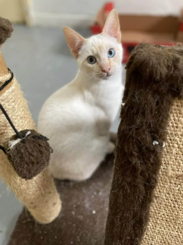 Gato ra a srd idade 2 a 6 meses nome Plinio e DG