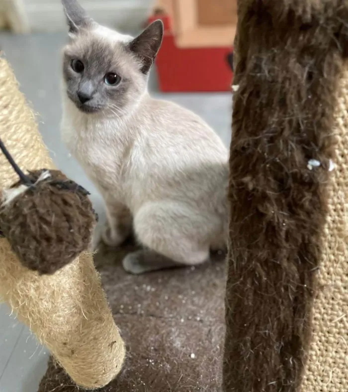 Gato ra a srd idade 2 a 6 meses nome Plinio e DG