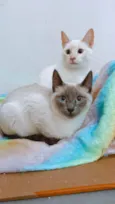 Plinio e DG