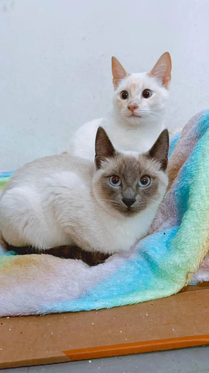 Gato ra a srd idade 2 a 6 meses nome Plinio e DG
